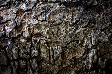 Tree bark texture backgroundの写真素材