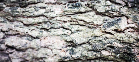 Tree bark texture background