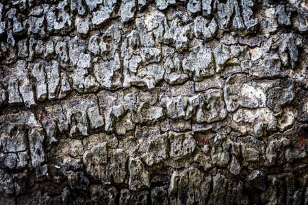 Tree bark texture backgroundの写真素材