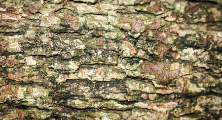Tree bark texture background