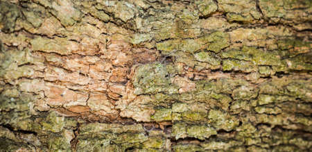 Tree bark texture background