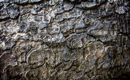 Tree bark texture background