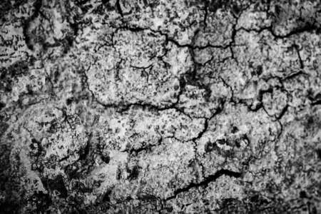 Tree bark texture background