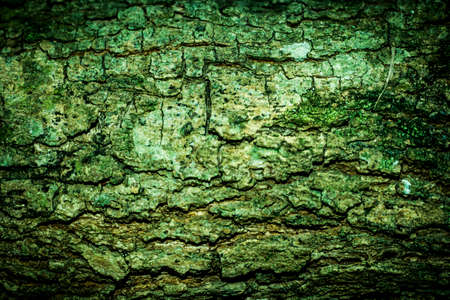 Tree bark texture backgroundの写真素材