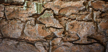 Tree bark texture background