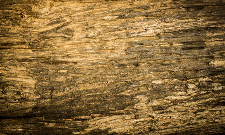 Tree bark texture backgroundの写真素材