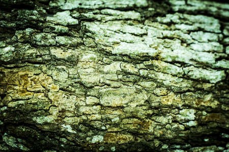 Tree bark texture background
