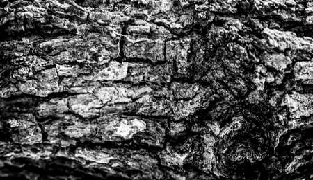 Tree bark texture backgroundの写真素材