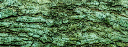 Tree bark texture backgroundの写真素材