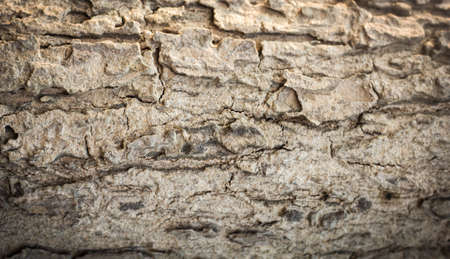 Tree bark texture background