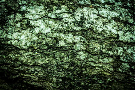 Tree bark texture background