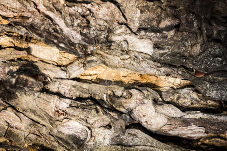 Tree bark texture background