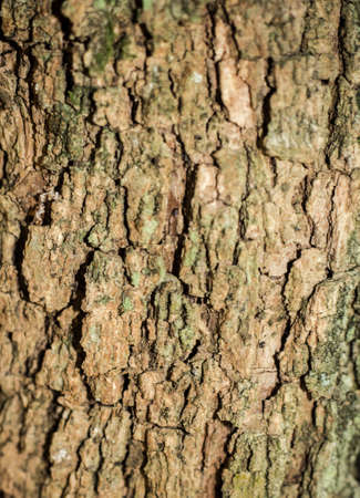 Tree bark texture backgroundの写真素材