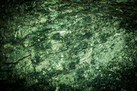 Tree bark texture backgroundの写真素材