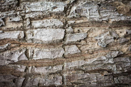 Tree bark texture backgroundの写真素材