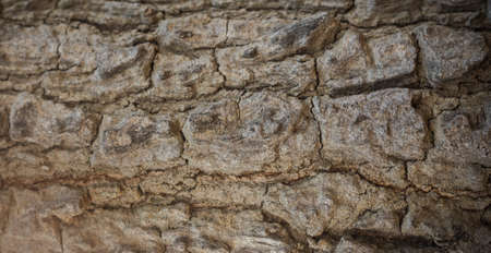 Tree bark texture backgroundの写真素材