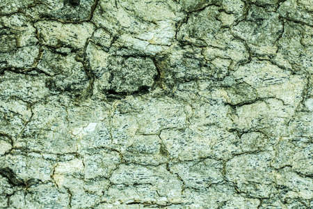 Tree bark texture backgroundの写真素材