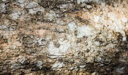 Tree bark texture background