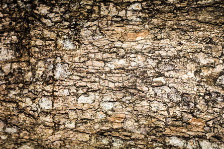 Tree bark texture backgroundの写真素材