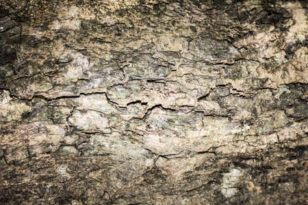 Tree bark texture backgroundの写真素材