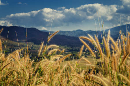 Large mountain view and green field in Pai, Thailandの写真素材