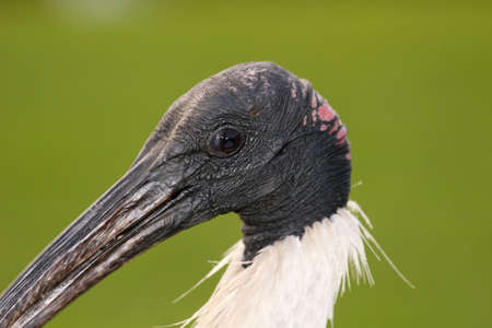 The Australian White Ibis head on green background の写真素材