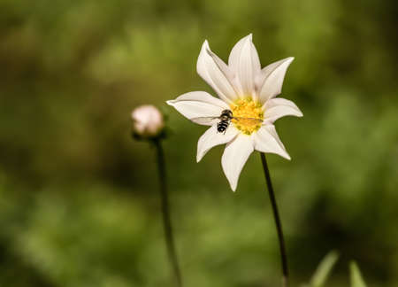 white flower on green background with flying insectの写真素材