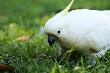sulphurcrested Cockatoo on green backgroundの写真素材