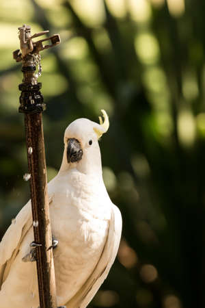 sulphur-crested Cockatoo holding on a springklerの写真素材