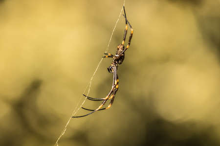 yellow spider holding web on bokeh backgroundの写真素材