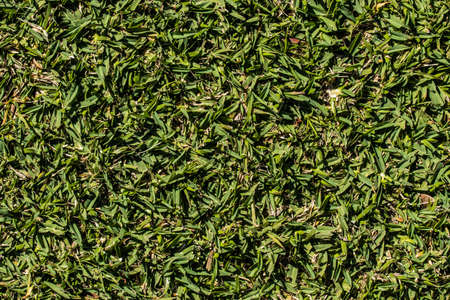 green grass closeup for textur at the sunny timeの写真素材