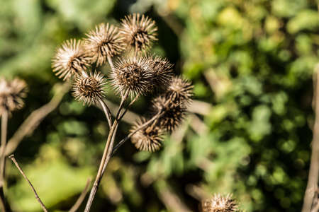 thistle wildflower on sumer daylight in the bushの写真素材