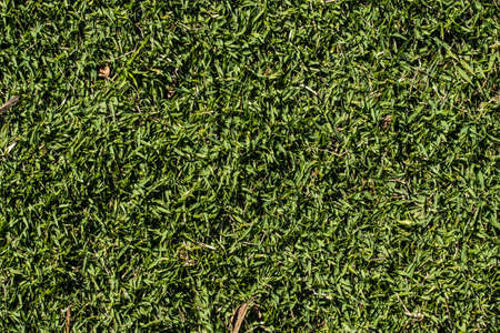 green grass closeup for textur at the sunny timeの写真素材