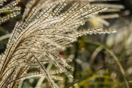 poaceae grass flower are blowing by the windの写真素材