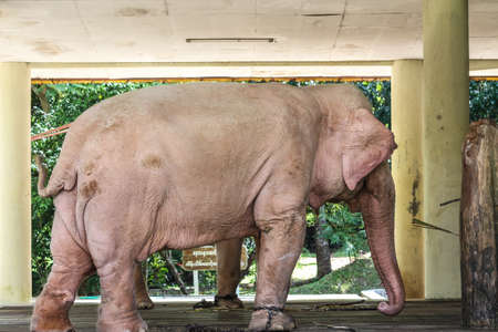 White elephant in Myanmar Yangon, Myanmar (Burma)の写真素材