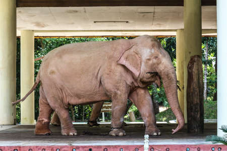 White elephant in Myanmar Yangon, Myanmar (Burma)の写真素材