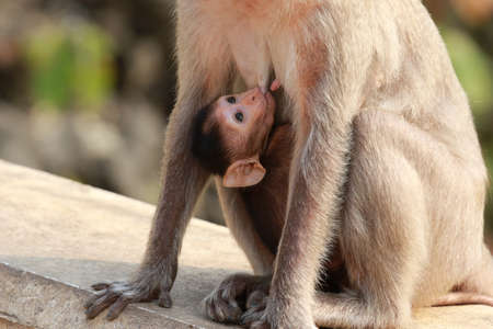 Monkey Baby is breastfeeding cute lookingの写真素材