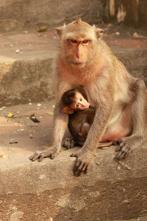 Monkey Baby is breastfeeding cute looking