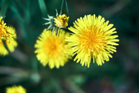 Macro photo of a yellow blooming dandelion flower, close-up on a dark green background. Fresh spring...