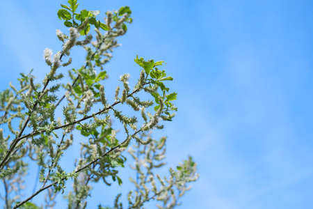 White willow - salix alba - tree with funny white blossoms and fresh green leaves growing at forest...