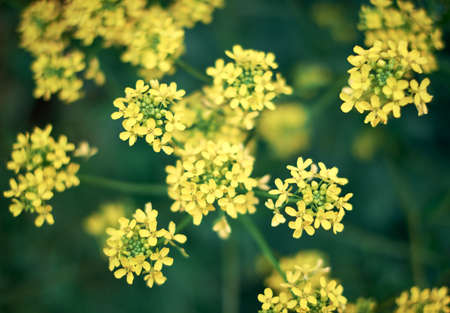 Yellow rapseed flowers with dark green background. Bio canola. Colorful closeup with bookeh and...