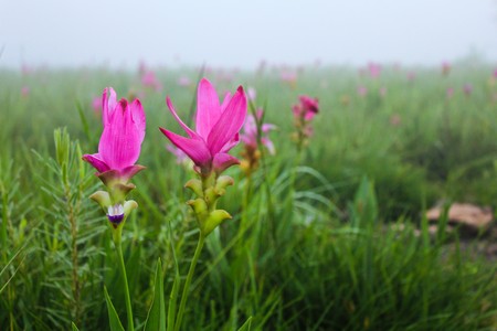 Siam Tulip or Summer Tulipの写真素材