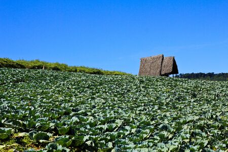 Big Cabbage farm on the mountain.の写真素材