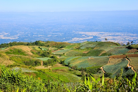 Vegetable field on the mountain.