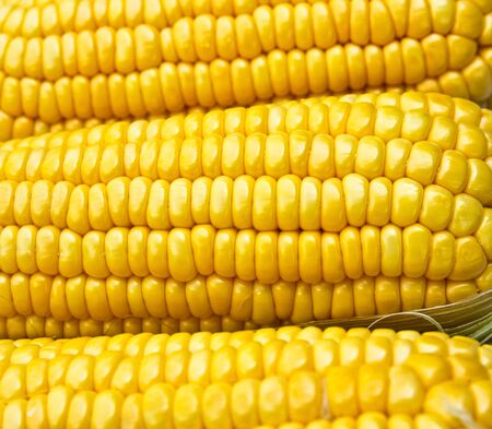 Bright color sweet corn.の写真素材