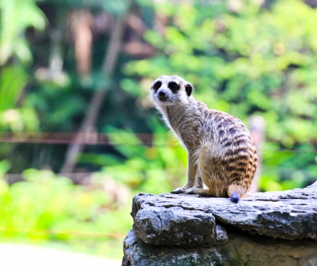 Meerkat in the zooの写真素材
