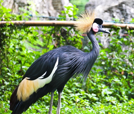 Black Crowned Crane or Kaffir Crane Birdの写真素材