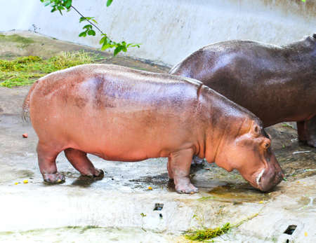 Hippopotamus standing on ground floor.の写真素材
