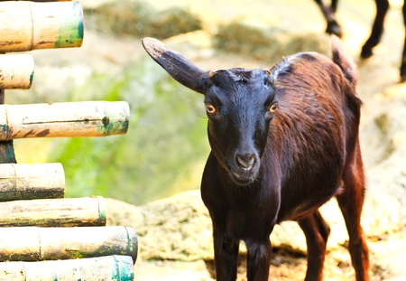 black goat, at a zooの写真素材