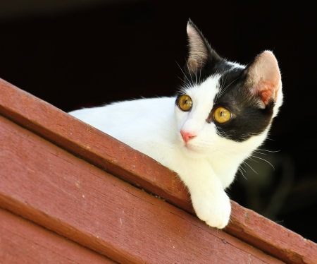 Thai Catの写真素材